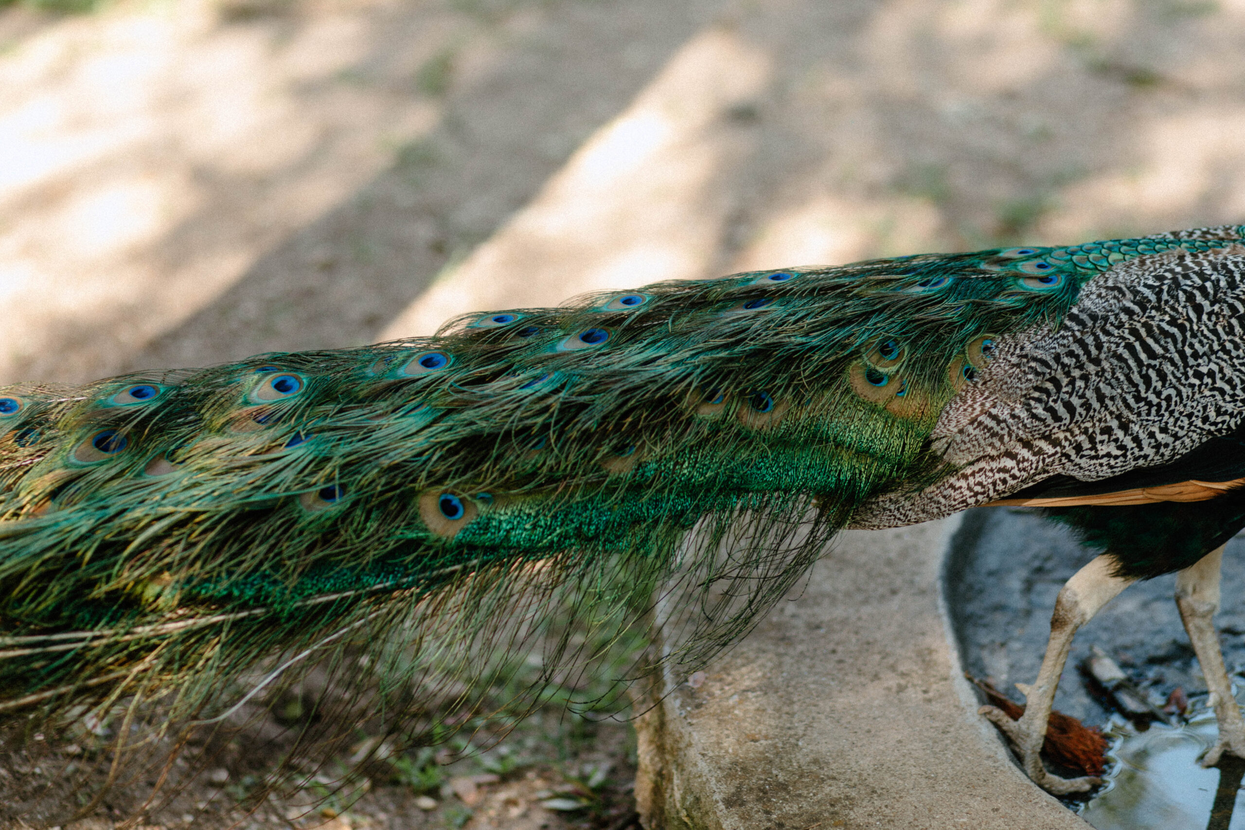 Photo of Peacock Feathers of a free roaming peafowl. Taken at Mayfield Gardens in Austin Texas.