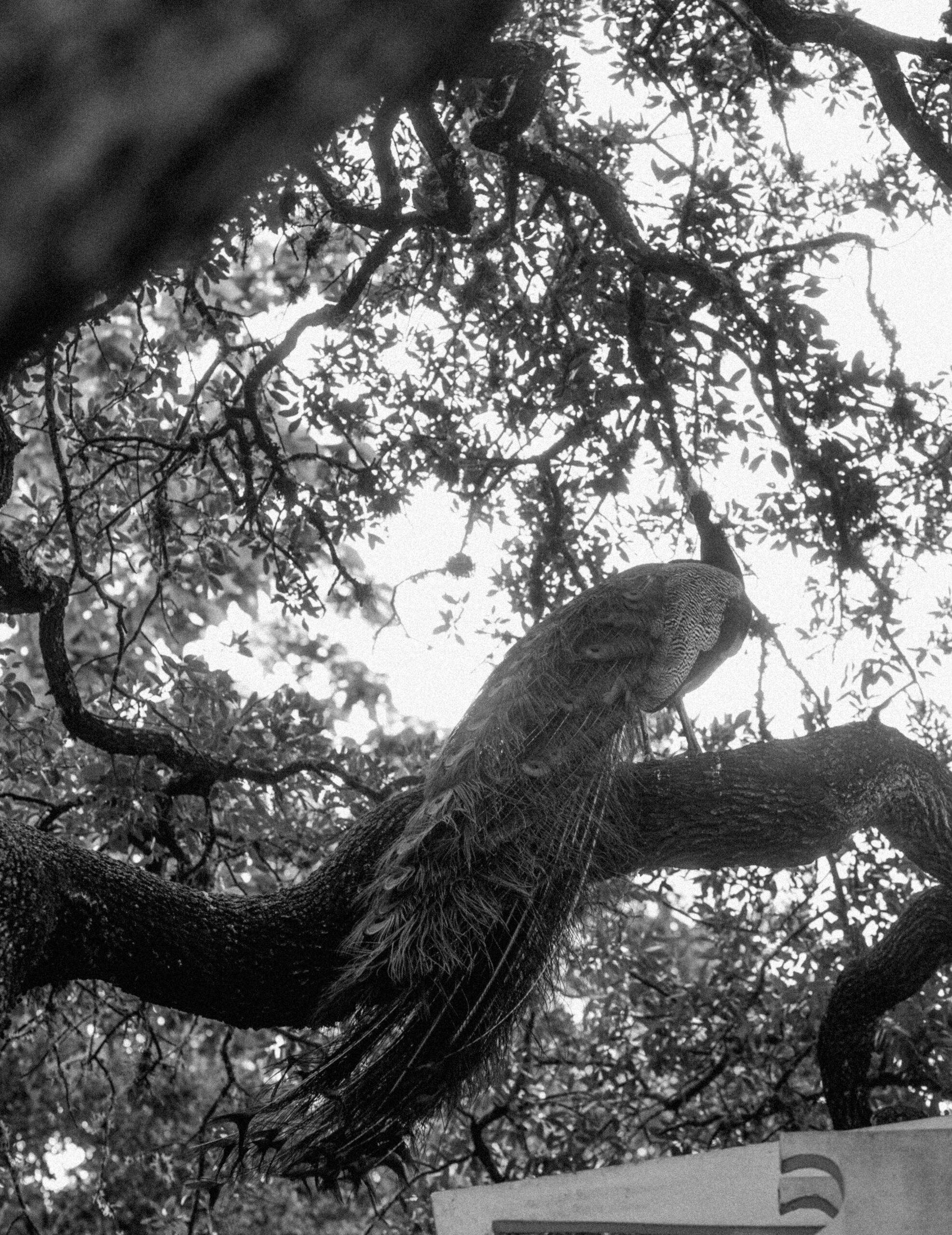 A black and white photograph of a peacock sitting in a tree at Mayfield Cottage and Gardens. Photograph by Bare Moments Photography. Taken during the summer in Austin, Texas.  