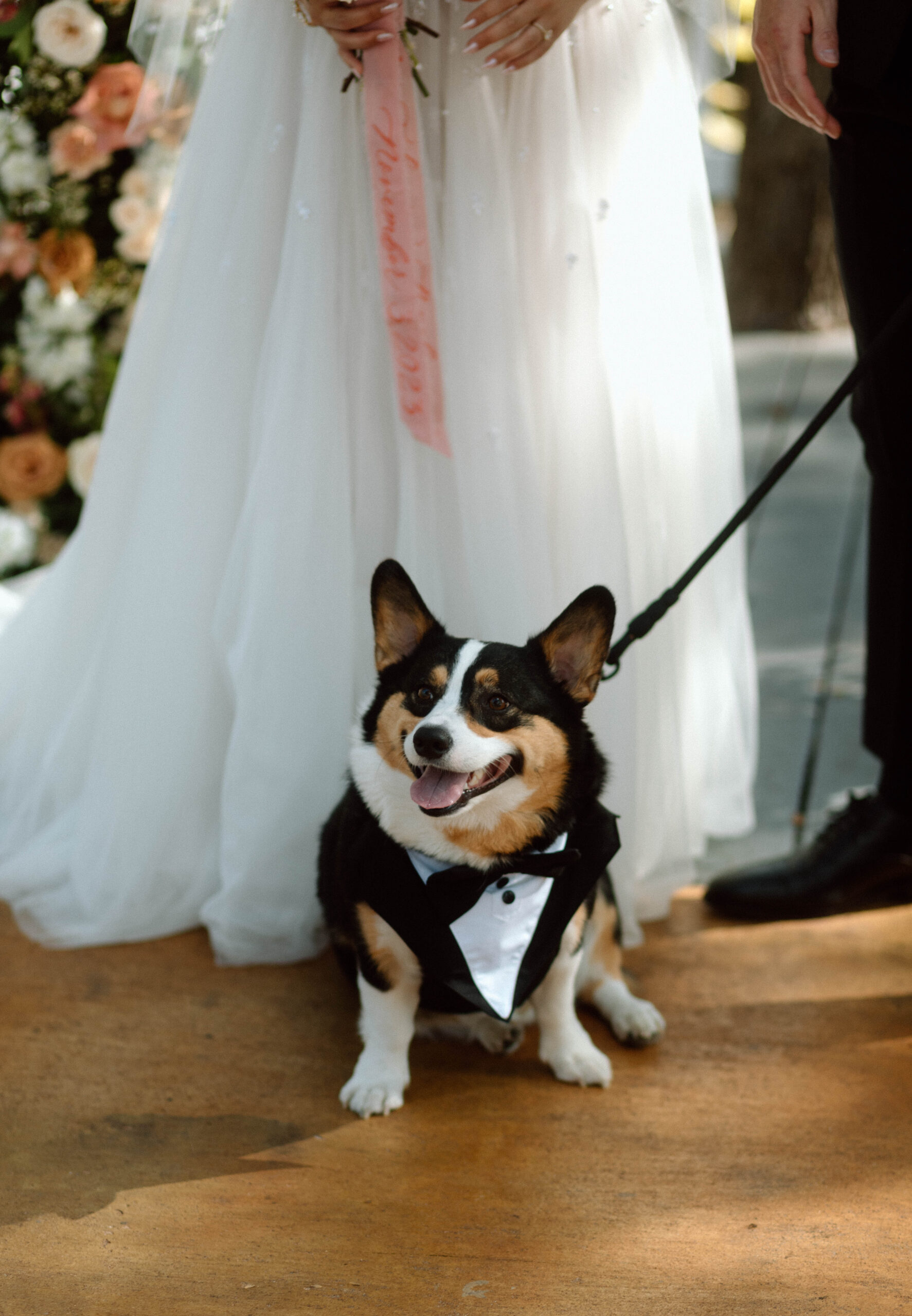 documentary photograph of a dog in a tux at a wedding 